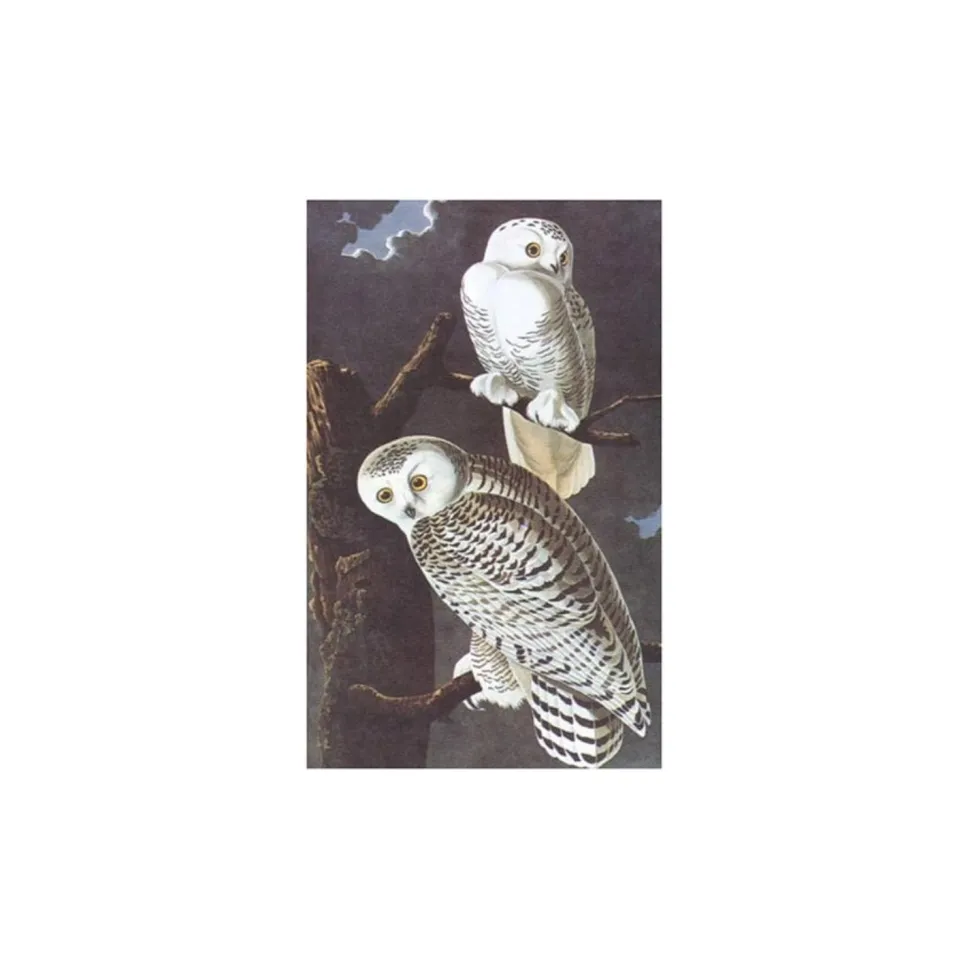 Birds of America - Tiny Folio