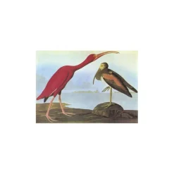Birds of America - Tiny Folio