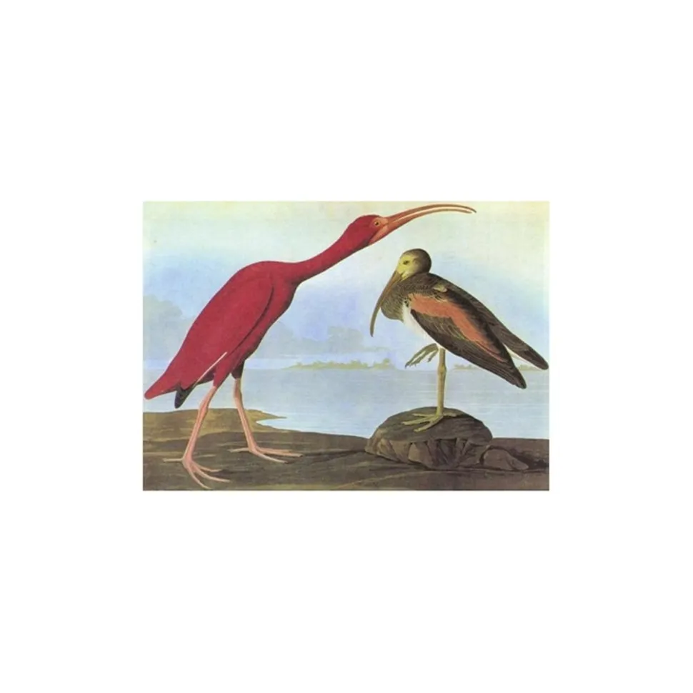 Birds of America - Tiny Folio