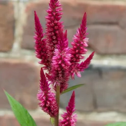 Celosia Seed Pack