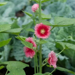 Hollyhock Seed Pack