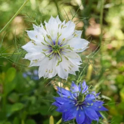 Love In A Mist Seed Pack