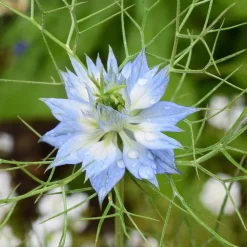 Love In A Mist Seed Pack