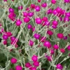 Rose Campion Seed Pack