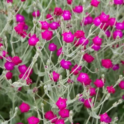 Rose Campion Seed Pack