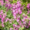 Silver Dollar Plant Seed Pack