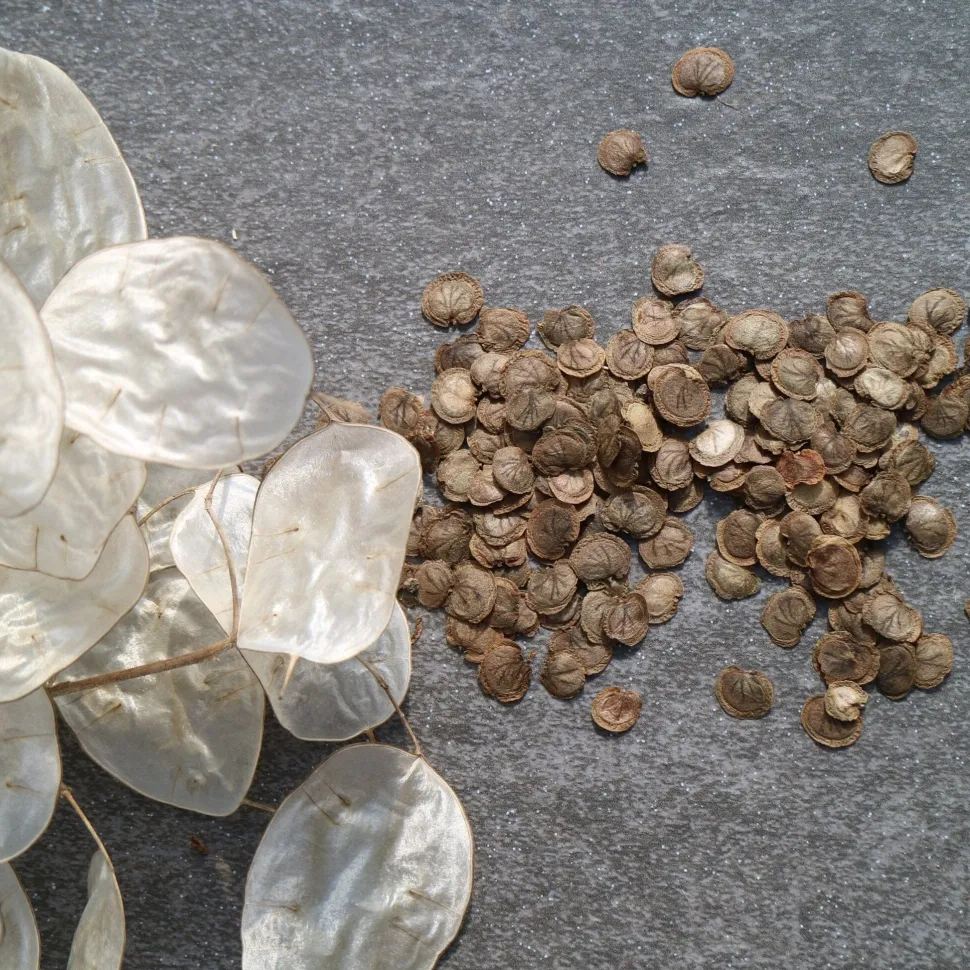 Silver Dollar Plant Seed Pack