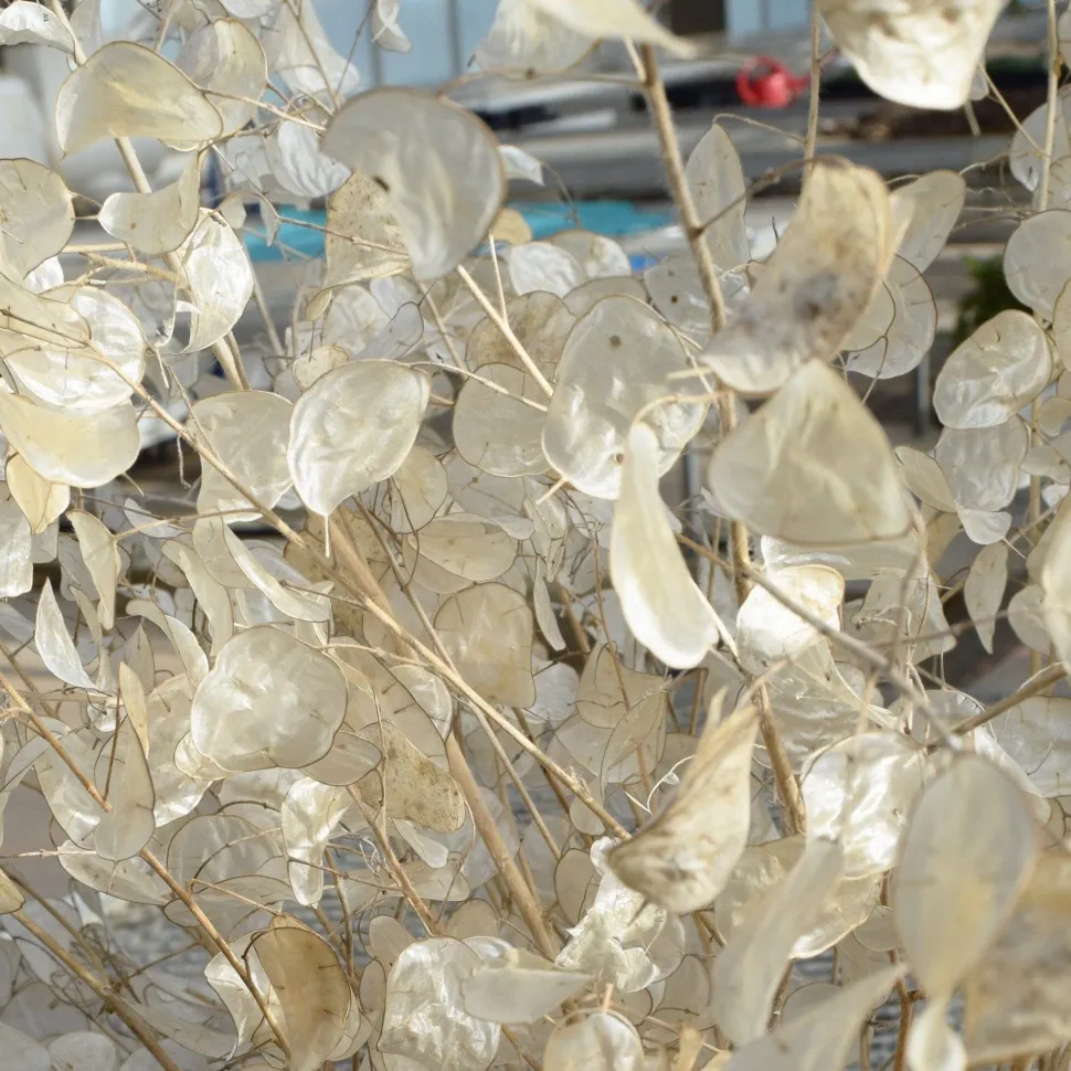Silver Dollar Plant Seed Pack