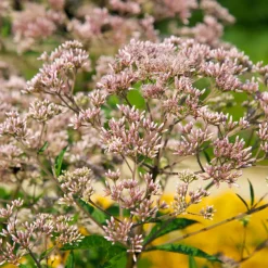 Spotted Joe-Pye Weed Seed Pack